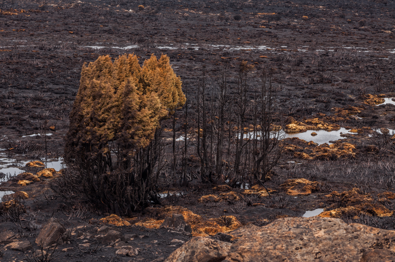 A stand of alpine trees was scorched by a bushfire in Tasmania’s Wilderness World Heritage Are, via Dan Broun